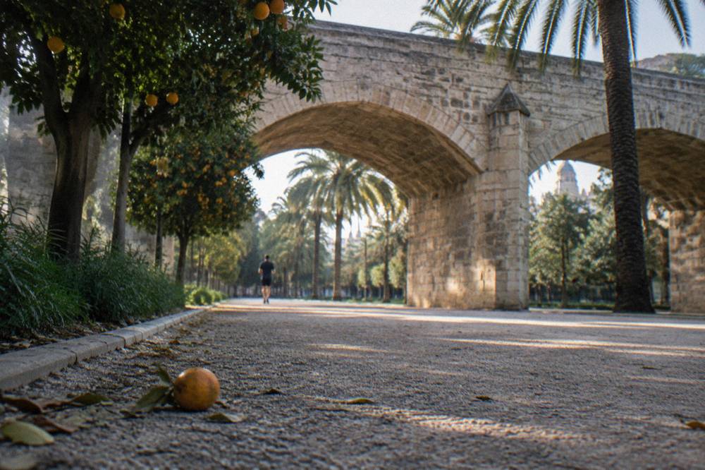 Palm trees and walkways in the Turia Gardens in Valencia