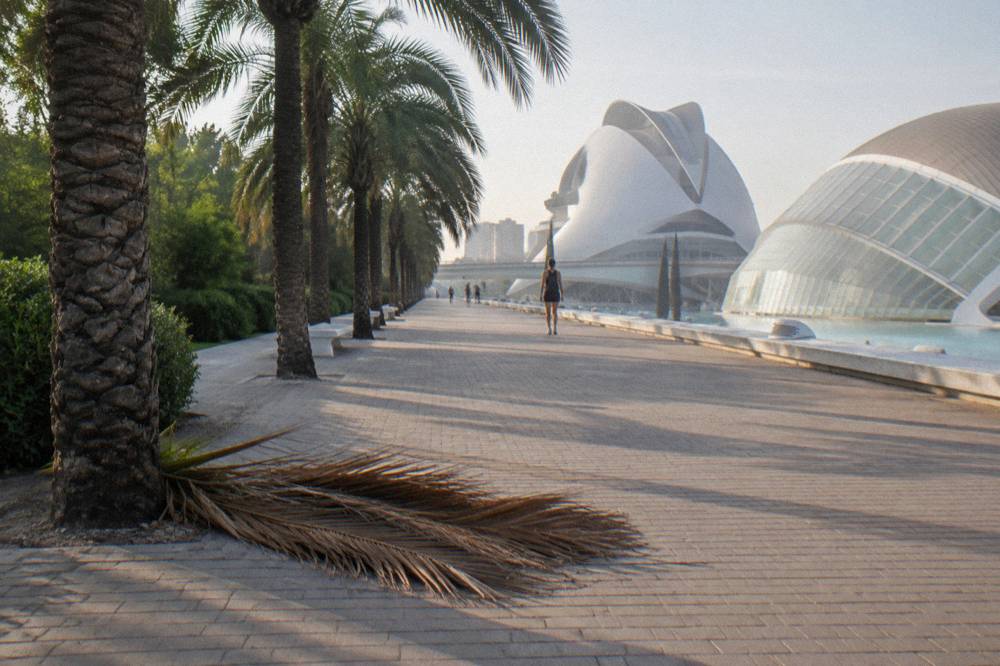 Wide park path under palm trees with the white buildings of a modern complex in the distance