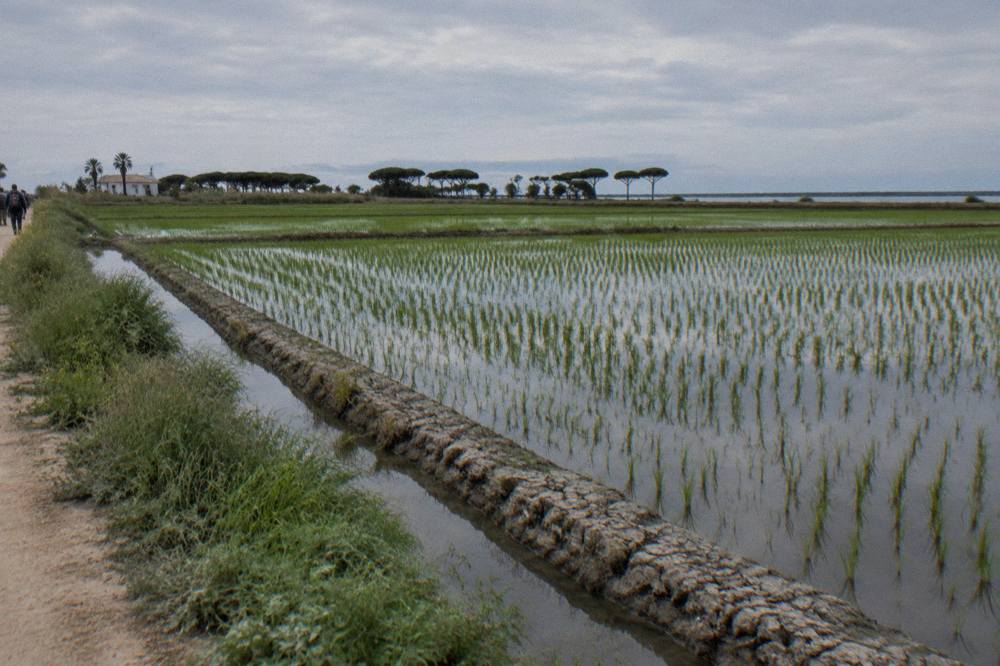 Rice fields beside the Albufera lagoon under a wide sky