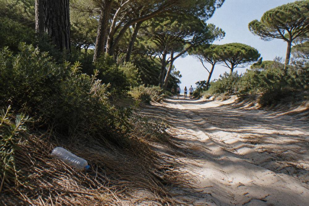 Quiet road through pine woodland toward the Albufera sandbar